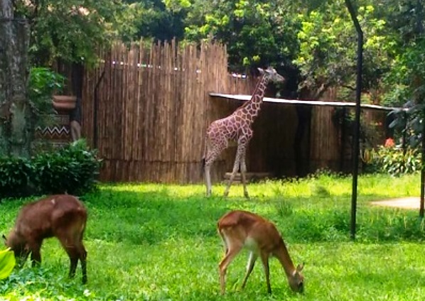 kebun binatang bandung zoo