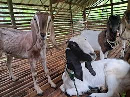 Cara Beternak Kambing Jawa Untung Jutaan Rupiah in 2024